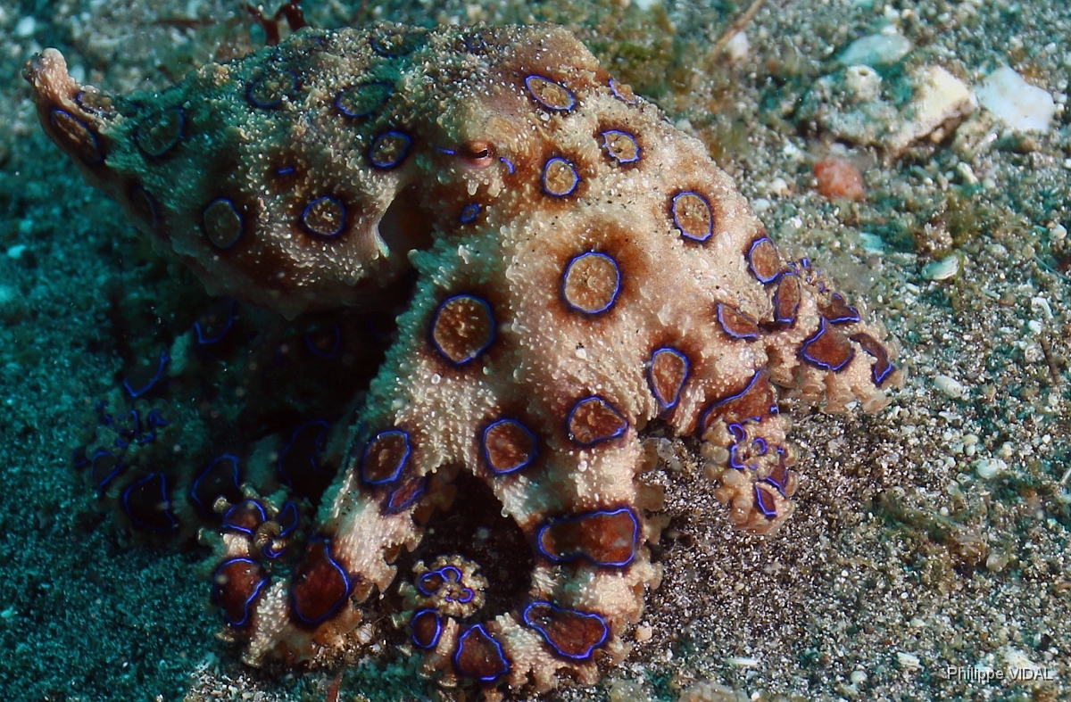 Bali 2016 - Blue ringed Octopus - Poulpe a anneaux bleus - Hapalochlaena maculosa - IMG_6057_rc.jpg